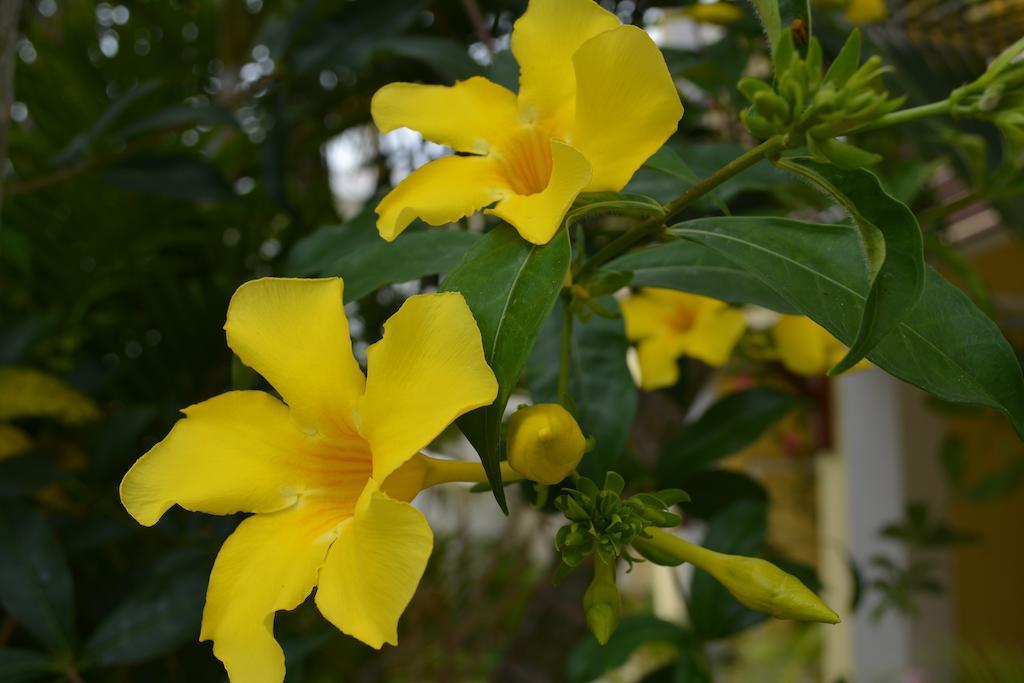 La Perla Holiday Apartments Pereybere Beach ภายนอก รูปภาพ